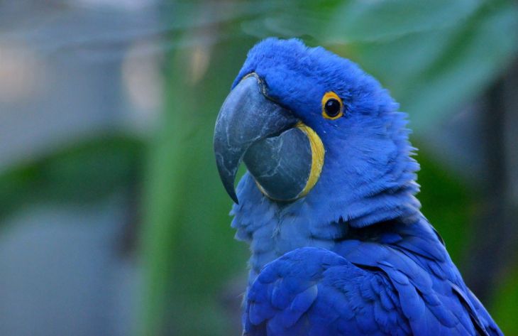 Ornithologen hebben de zeldzaamste papegaaiensoort genoemd, die vrijwel nooit in het wild voorkomt.